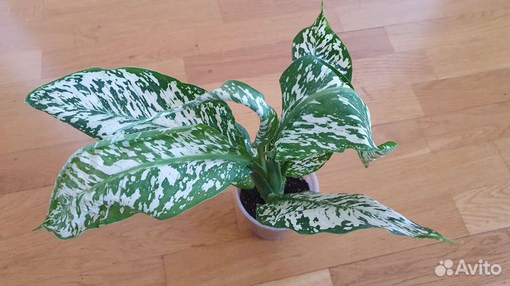 Диффенбахия