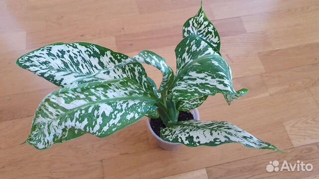 Диффенбахия