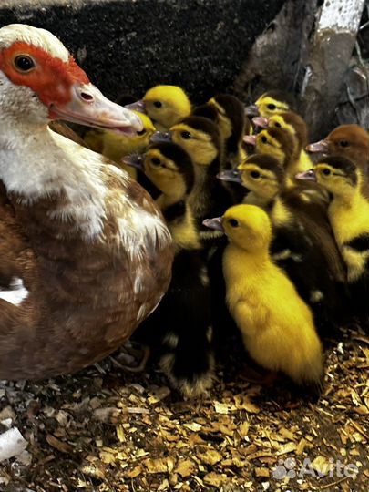 Индоутки мускусная утка