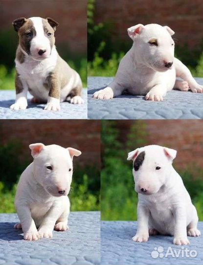 Миниатюрный бультерьер щенки