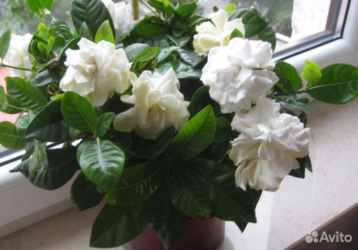 Гардения,якобиния,тунбергии,олеандры и др