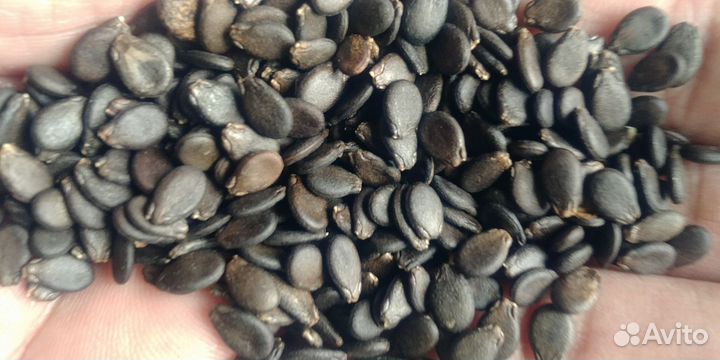 Семена арбуза