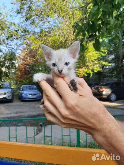 Найден сиамский котенок