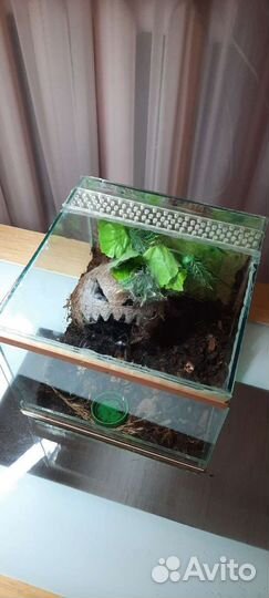 Скорпион Heterometrus petersi 2 линька