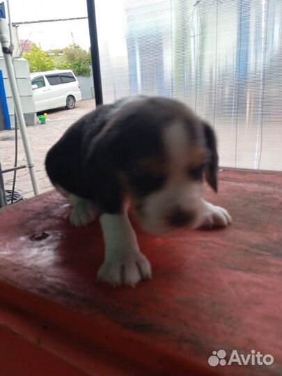 Продам щенков бигля