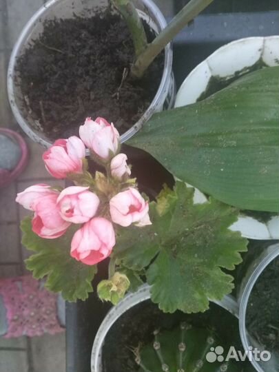 Герань пеларгония