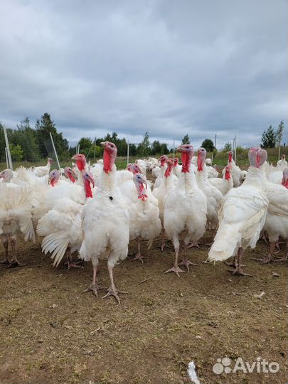 Индюки Биг -6