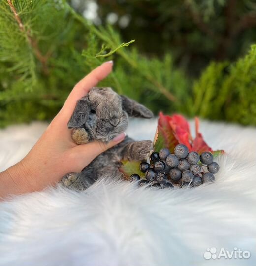 Мини кролики с документами из питомника