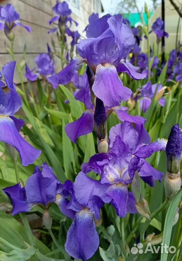 Ирисы