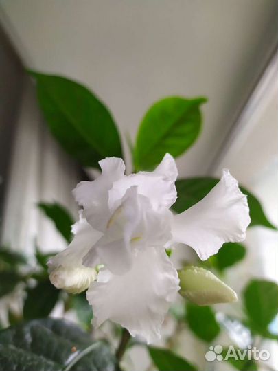 Табернемонтана