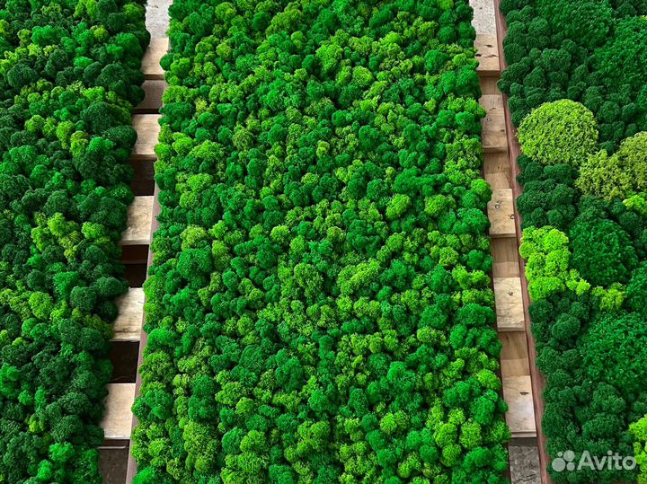 Панно из мха