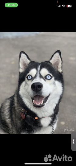 Отдам хаски