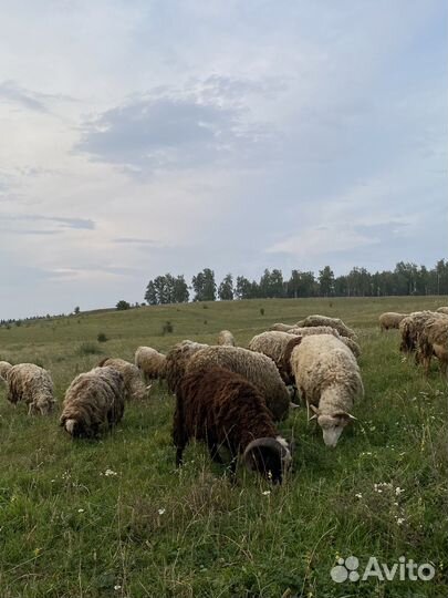 Овцы бараны ягнята