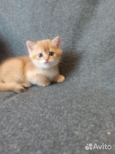 Британские котята золотая шиншилла