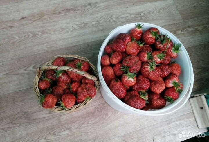 Усы клубники
