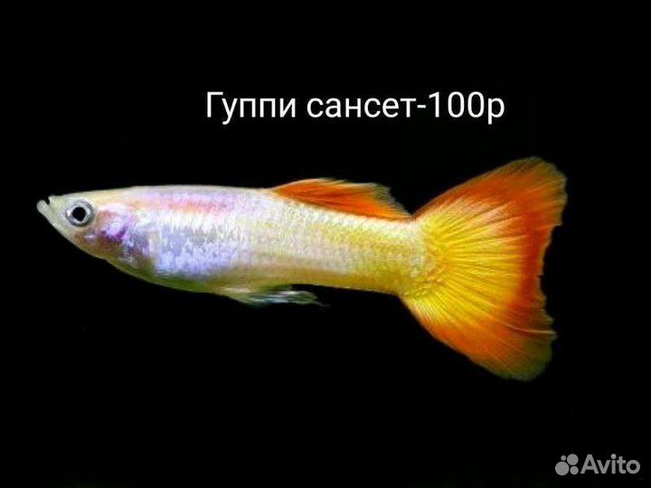 Аквариумные рыбки