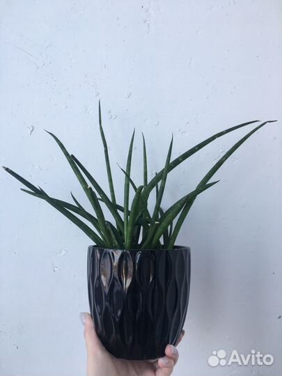 Сансевиерия цилиндрика разные сорта