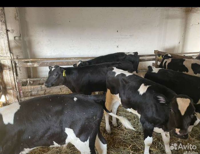 Телята бычки