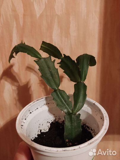 Декабрист. Сансевиерии трехполосная, дунери