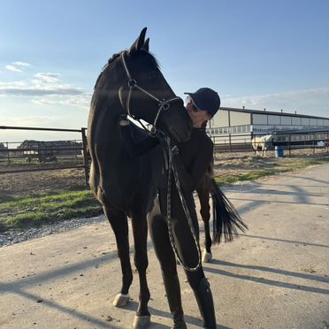 Лошадь в аренду