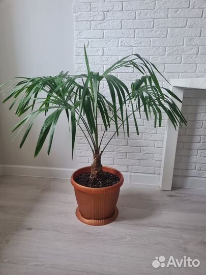 Пальма Трахикарпус Форчуна