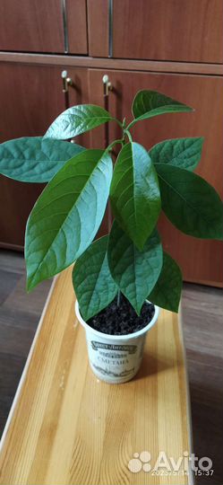 Авокадо деревце