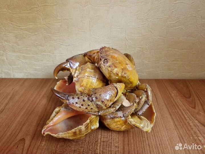 Краб на ракушах
