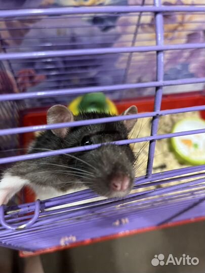 Крыса домашняя