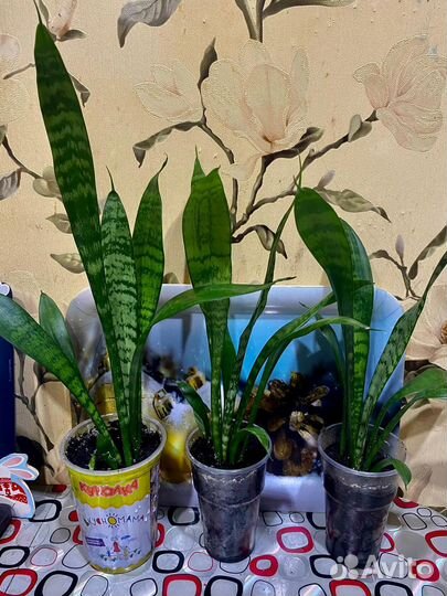 Комнатные растения