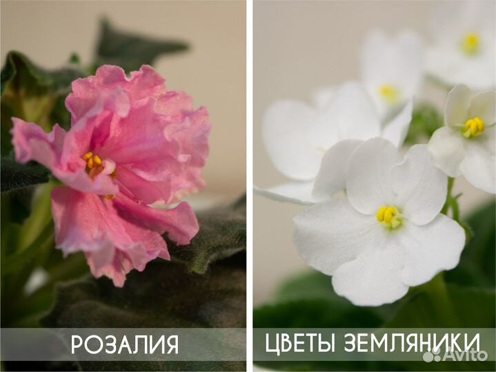 Сортовые фиалки (набор стартеров)