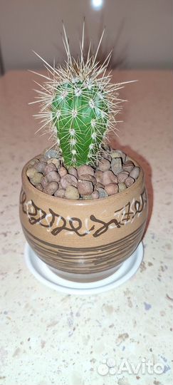 Кактус Стетсония