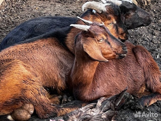 Молодые Козы