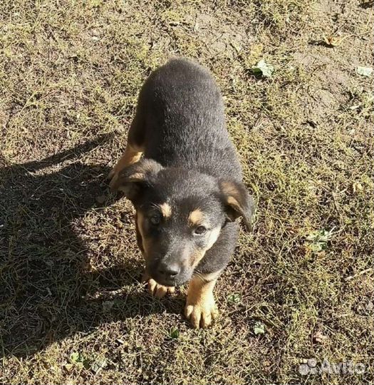 Щенок девочка