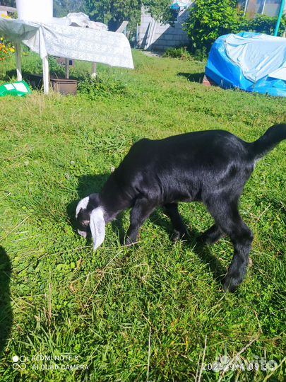 Нубийский козлик