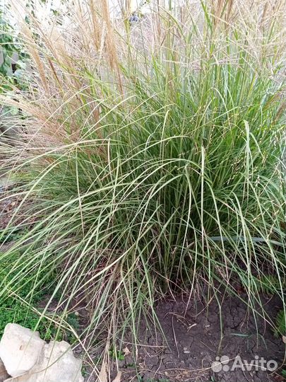 Декоративные злаки