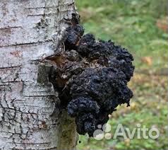 Березовый гриб чага