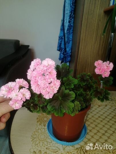 Пеларгония герань сортовая