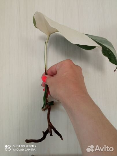 Монстера альба