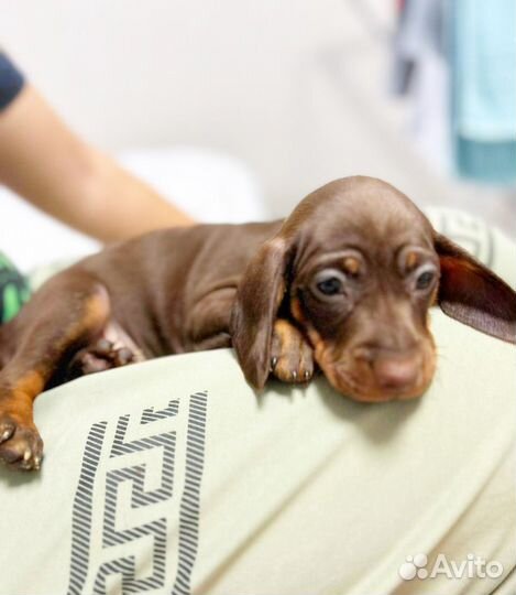 Щенок таксы