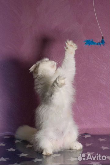 Кошка белая