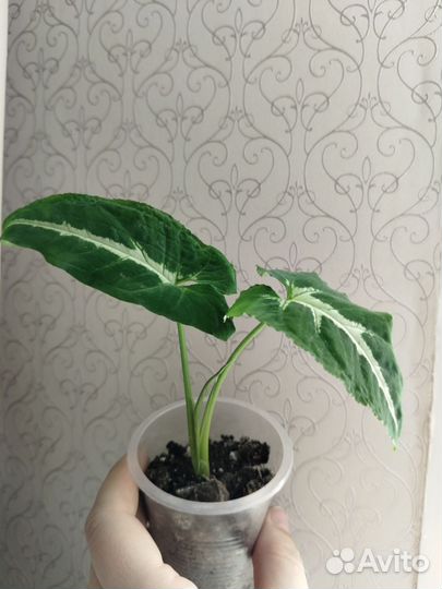 Сингониум вендланда