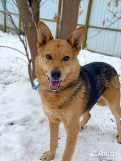 Собака грустит без людей