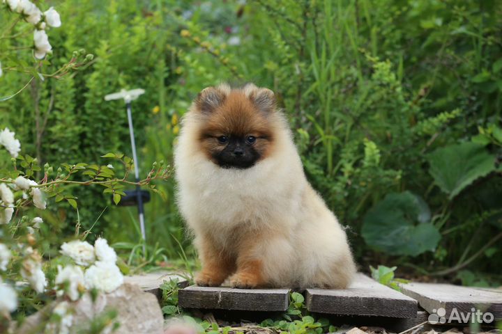 Померанский шпиц медвежьего типа