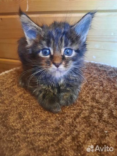Котята мейн-кун
