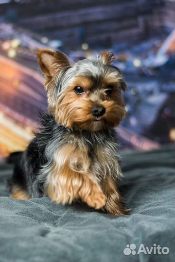 Вязка Йоркширский терьер. Опытный кобель беби-фейс