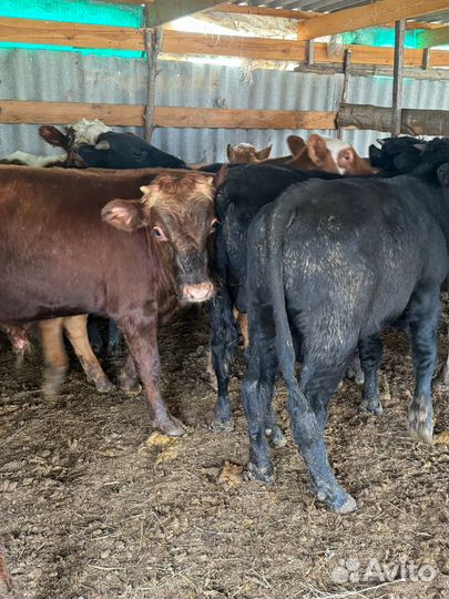 Бычки 8-11 месяцев