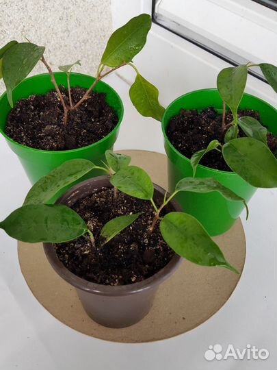 Фикус Бенджамина