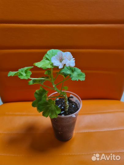 Пеларгония золотолистная