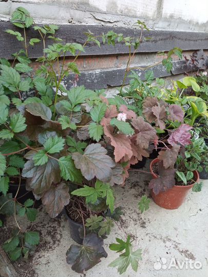 Комплект редких мини хост, Гейхеры и многолетники