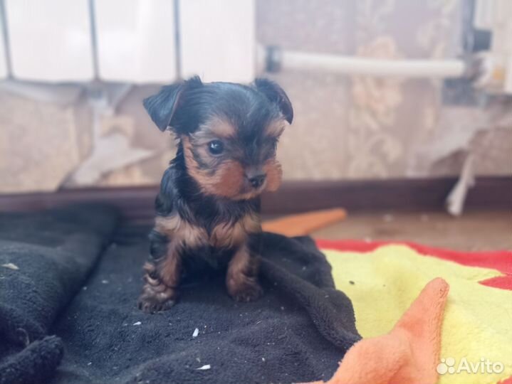 Йоркширский терьер мини беби фейс щенки